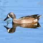 blue winged teal